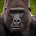 Flachlandgorilla Buzandi