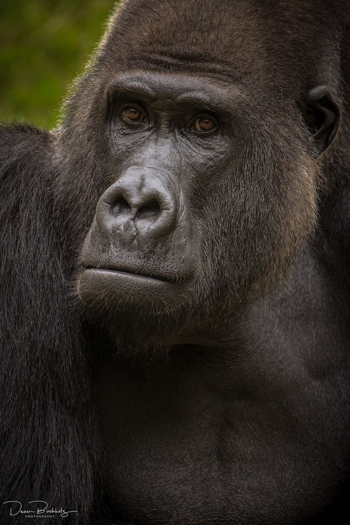 Flachlandgorilla Buzandi