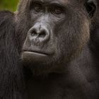 Flachlandgorilla Buzandi