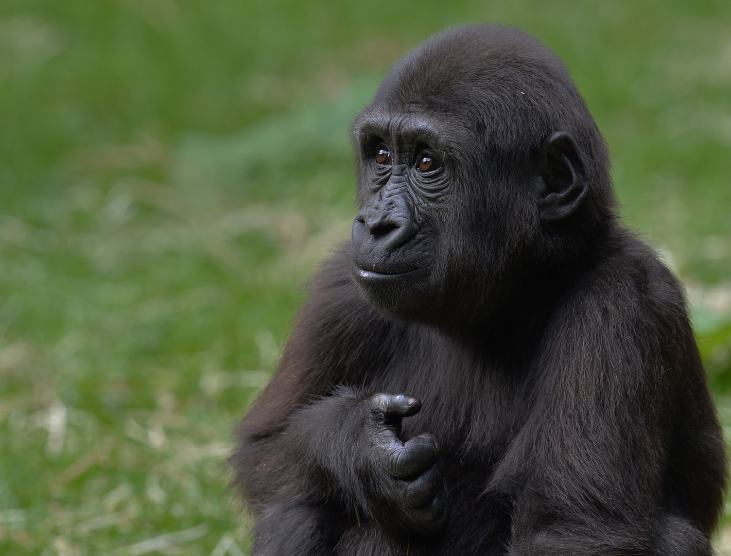 Flachlandgorilla