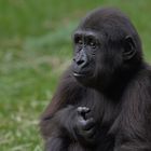 Flachlandgorilla