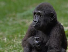 Flachlandgorilla