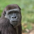 Flachlandgorilla