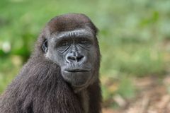 Flachlandgorilla