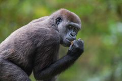 Flachlandgorilla