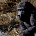 Flachlandgorilla