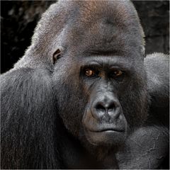  Flachlandgorilla ...