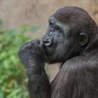 Flachlandgorilla