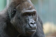 Flachlandgorilla