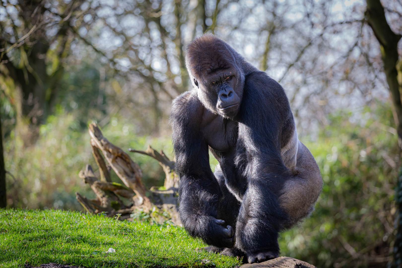 Flachlandgorilla