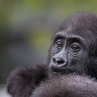 Flachlandgorilla