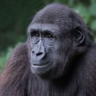 Flachlandgorilla