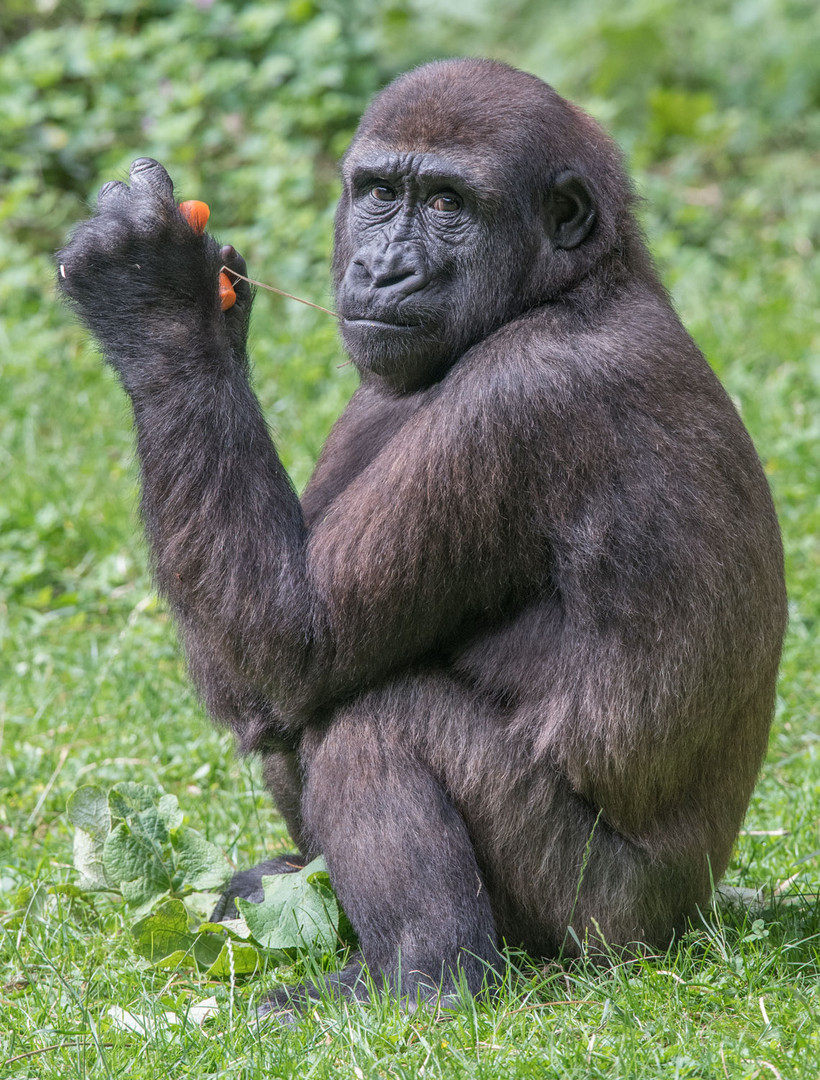 Flachlandgorilla