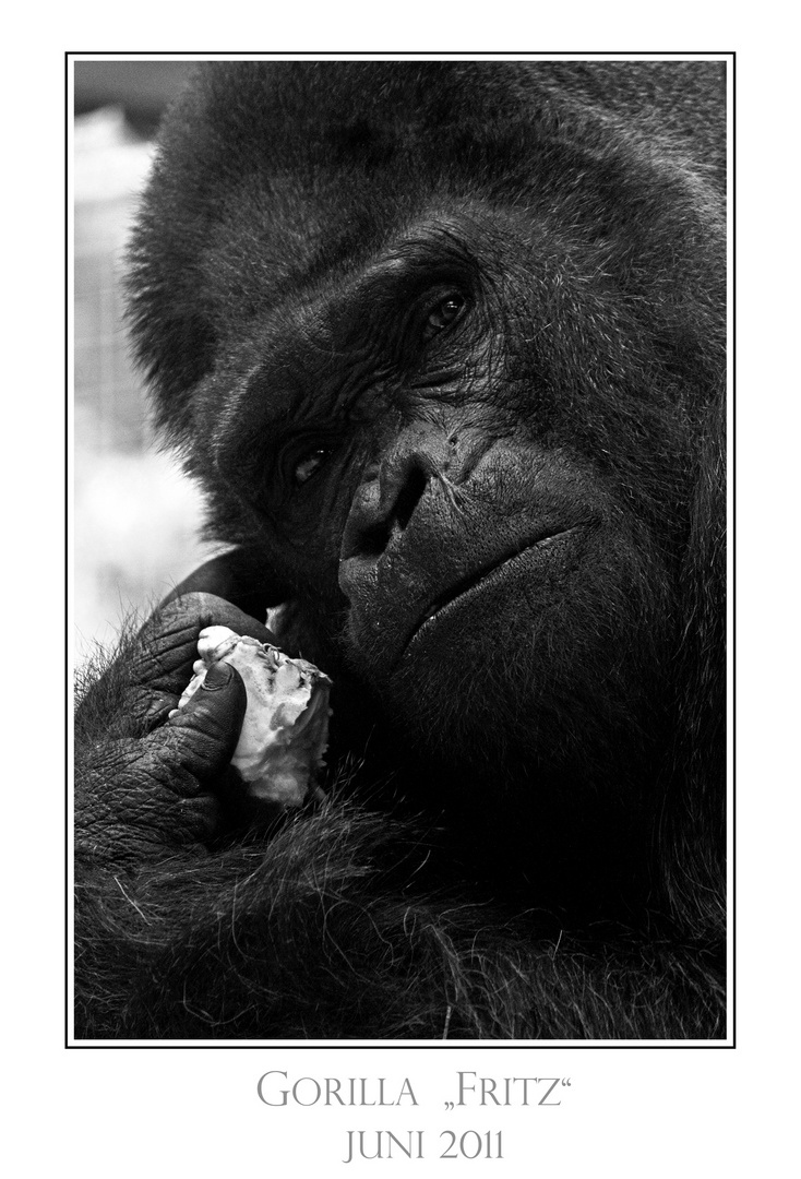 Flachlandgorilla Fritz