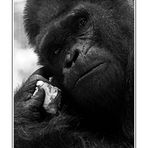 Flachlandgorilla Fritz