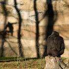 Flachlandgorilla im Schattenspiel