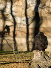 Flachlandgorilla im Schattenspiel