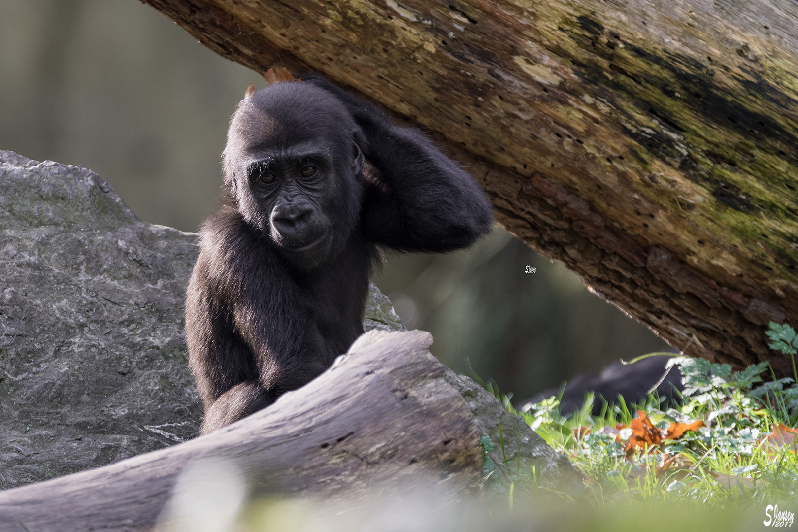 Flachlandgorilla im Zoo Duisburg