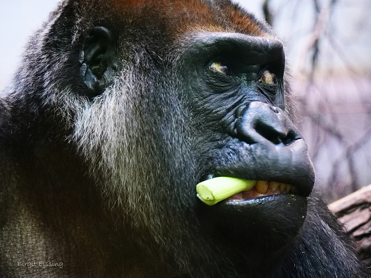 Flachlandgorilla-Portrait