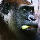 Flachlandgorilla-Portrait