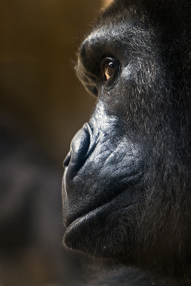 Flachlandgorilla (Zoo Krefeld)