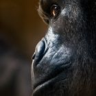 Flachlandgorilla (Zoo Krefeld)