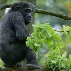 Flachlandgorilla4