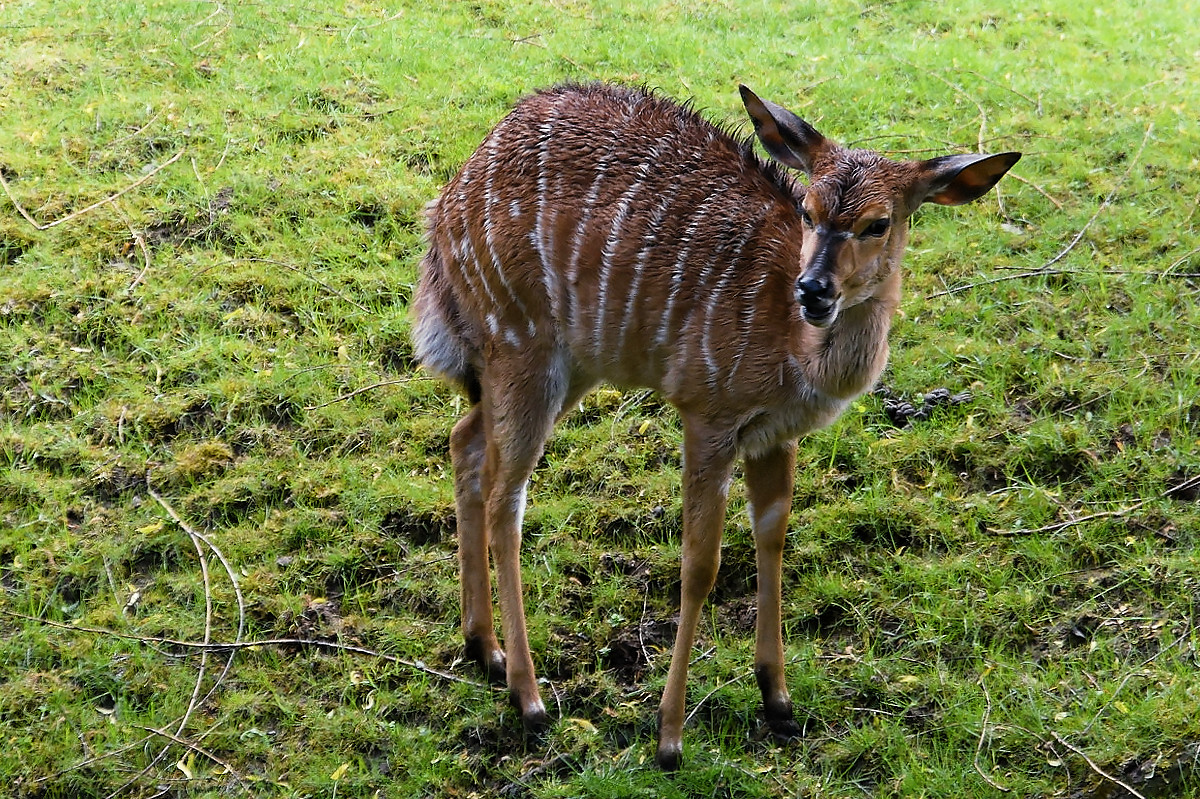 Flachlandnyala