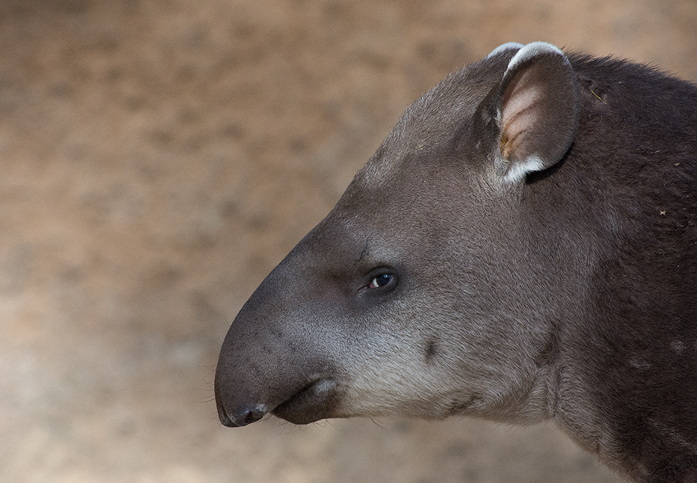 Flachlandtapir