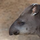 Flachlandtapir