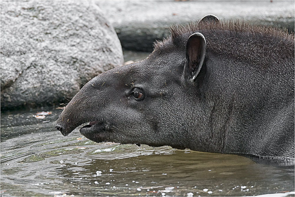 Flachlandtapir.....