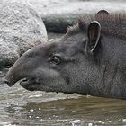 Flachlandtapir.....