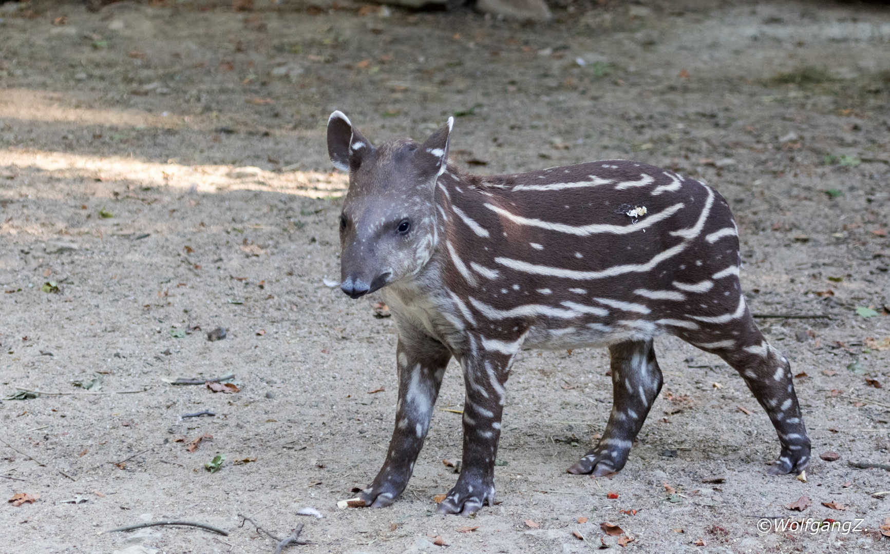 Flachlandtapir