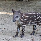 Flachlandtapir