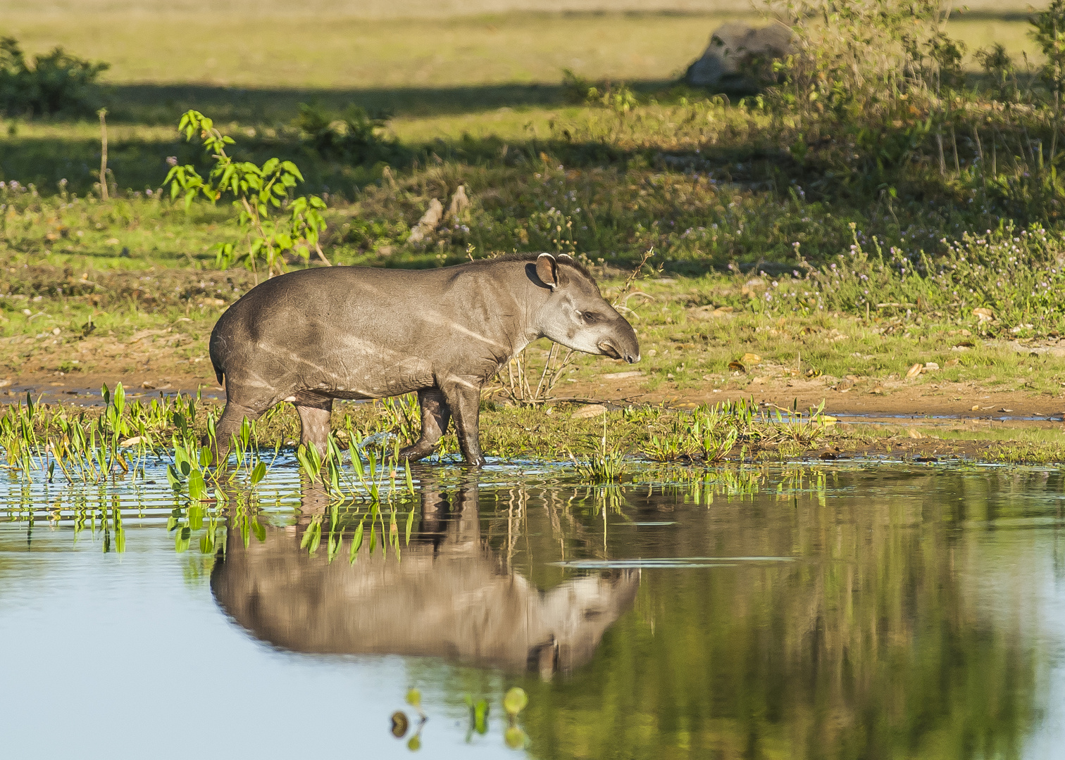 Flachlandtapir