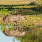 Flachlandtapir