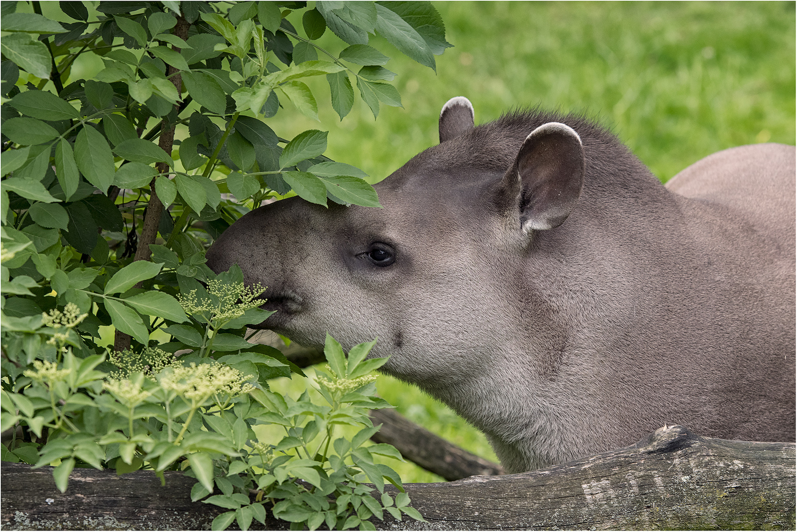 Flachlandtapir