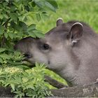 Flachlandtapir