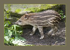 Flachlandtapir I