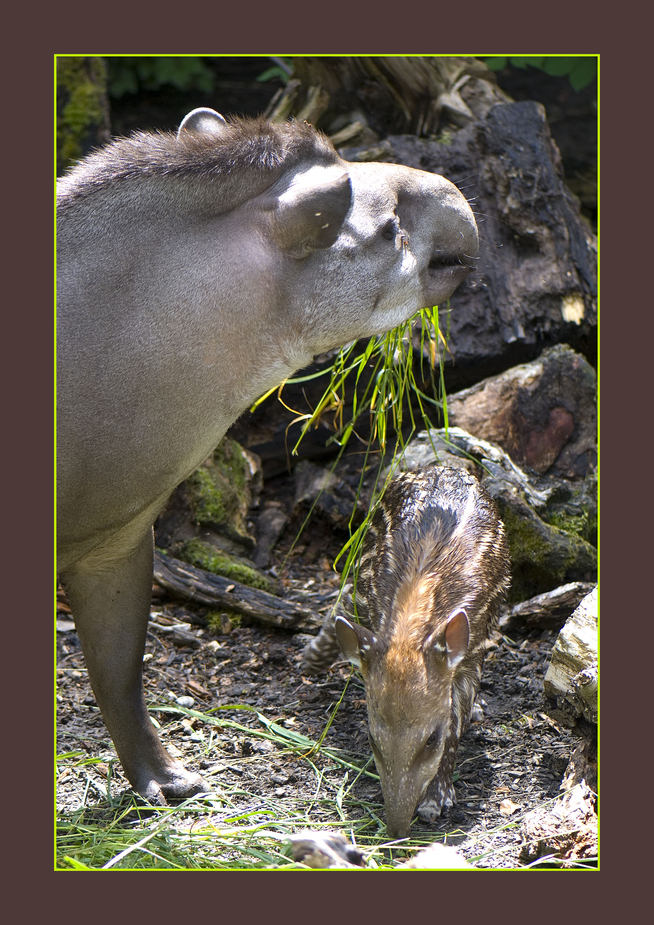 Flachlandtapir II