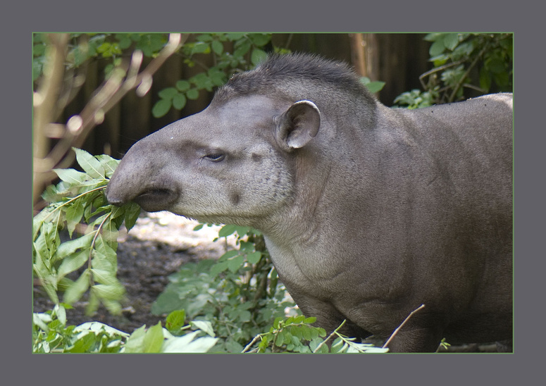 Flachlandtapir III