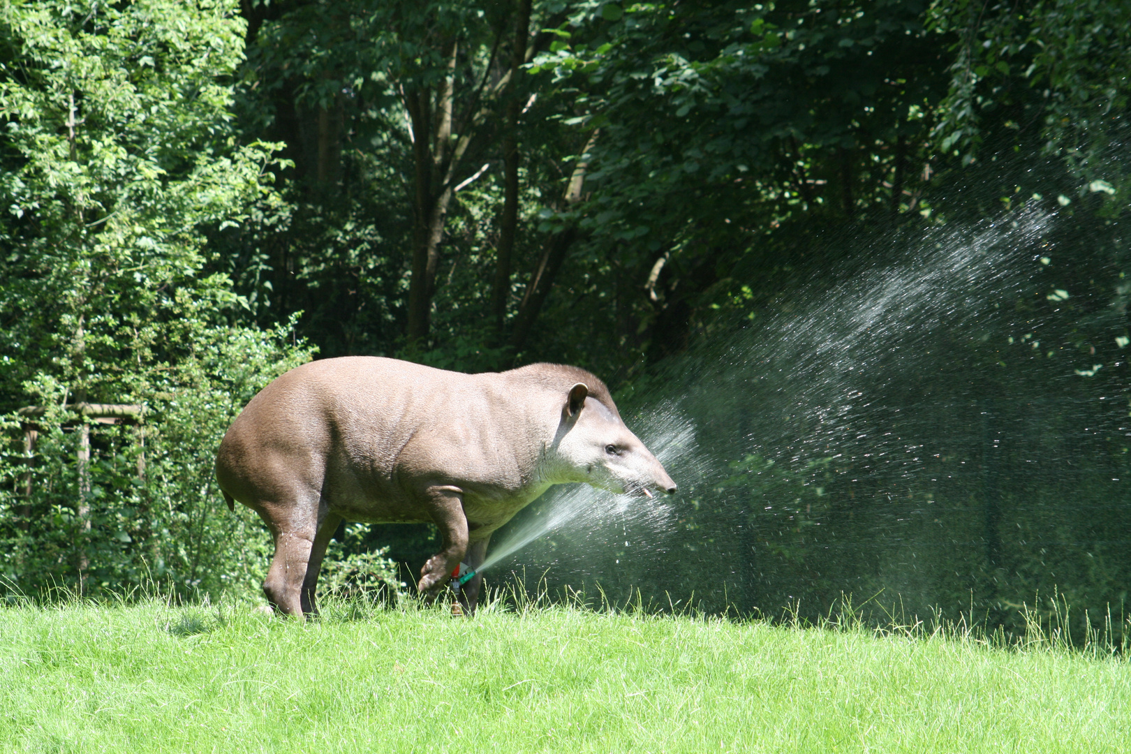 Flachlandtapir im Kölner Zoo