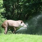 Flachlandtapir im Kölner Zoo