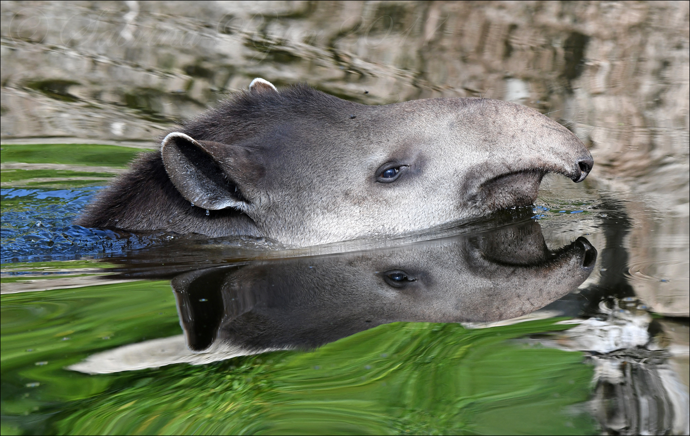 Flachlandtapirspiegelung (2)