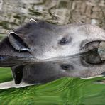 Flachlandtapirspiegelung (2)