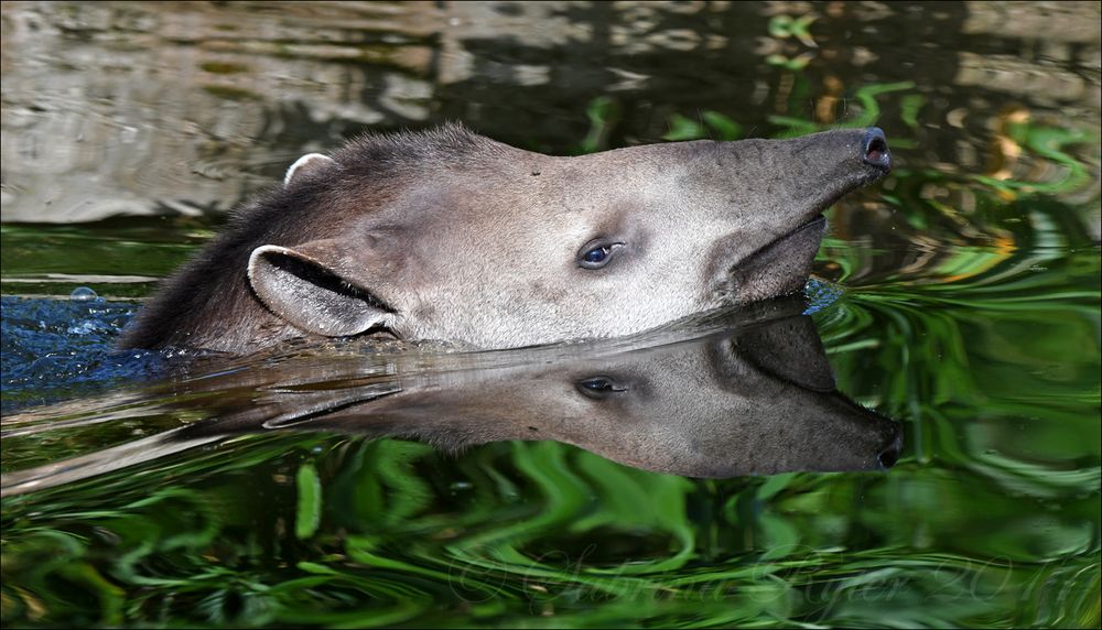 Flachlandtapirspiegelung