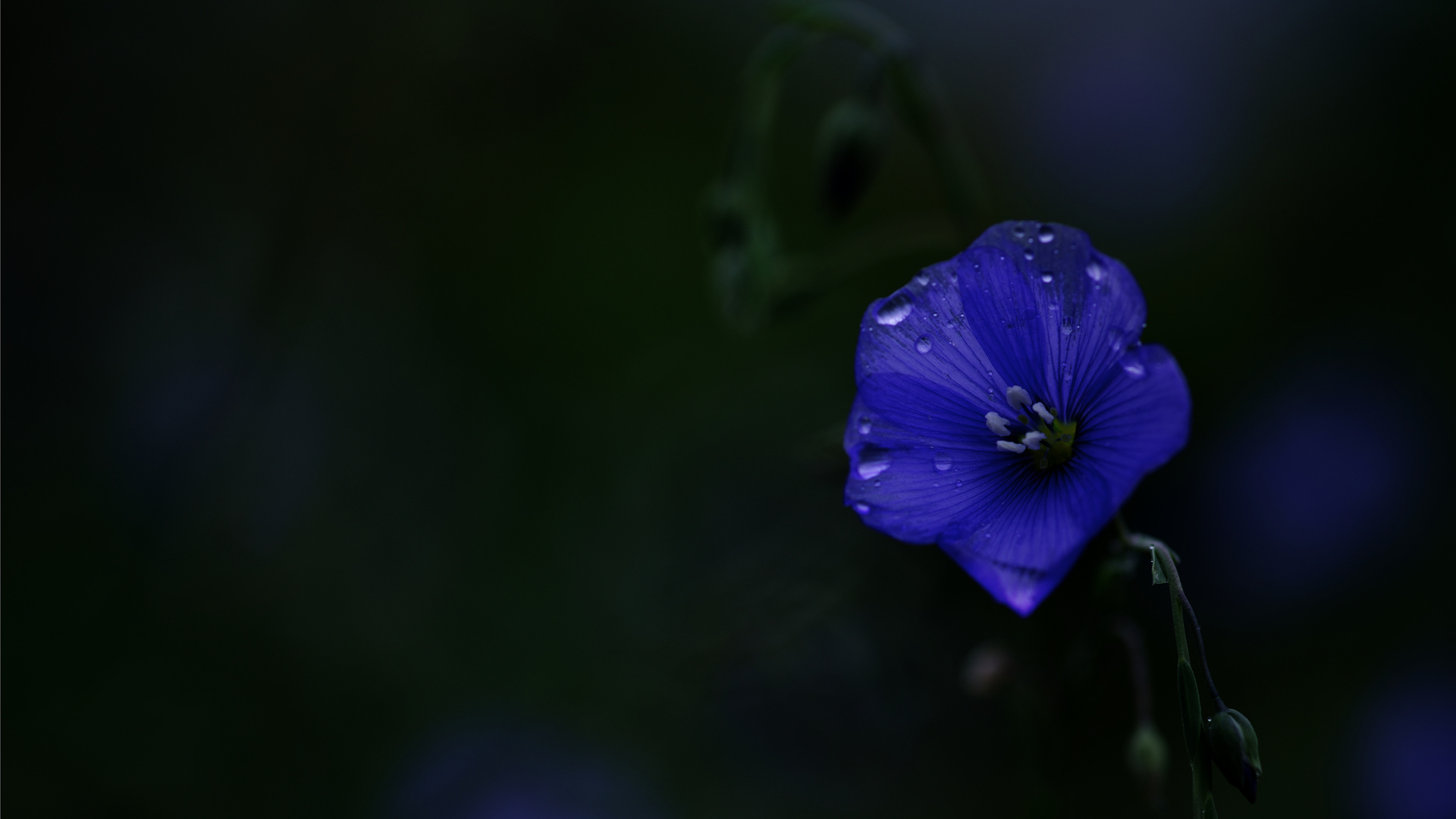 Flachs Blüte