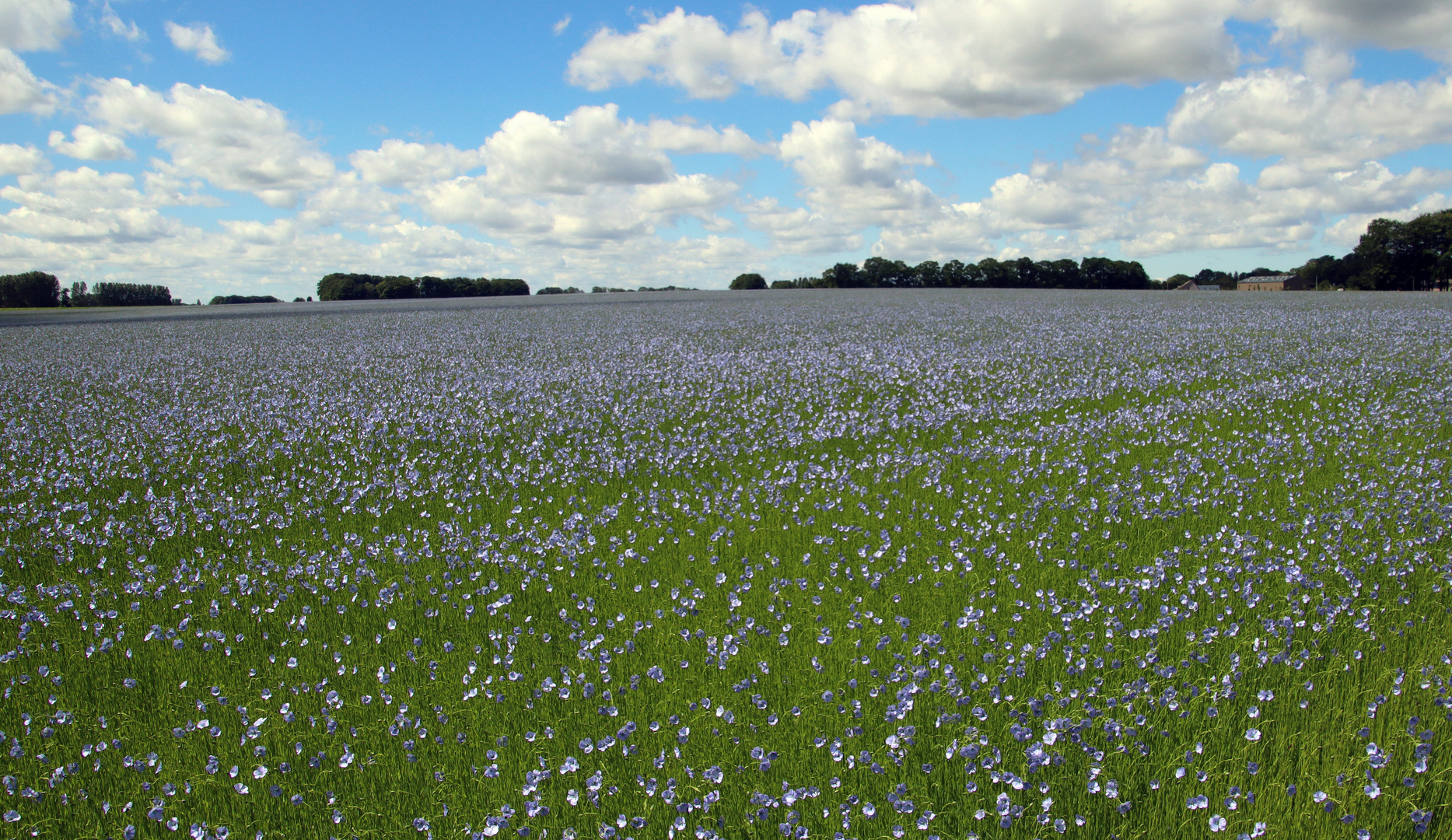 Flachs -  Das Gold der Normandie