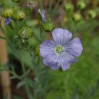 Flachs (Linum usitatissimum)