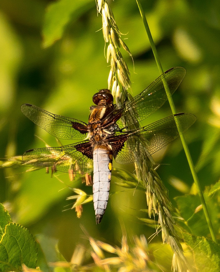 Flachschwanzlibelle 28.05.23